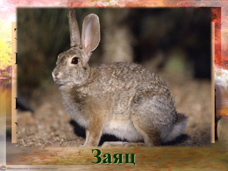 Это что за зверь лесной Встал, как столбик,      